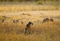 "Tigress - Evening Stalk III"     Bandhavgarh National Park, India
