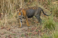 "Tigress Cautiously Approaching Waterhole"     Kanha National Park, India