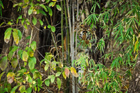 "Tiger Cub in Bamboo"     Bandhavgarh National Park, India