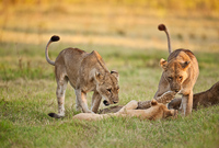 "Lions At Play!"     South Luangwa National Park, Zambia