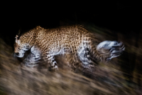 "Leopard Blur Into The Night"     South Luangwa National Park, Zambia