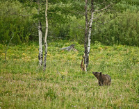 "Grizzly (Sow 610) Out at Dusk"     Grand Teton National Park, Wyoming