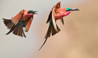 Africa - Birds