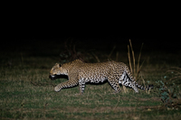 "Female Leopard Stalking at Night"     South Luangwa National Park, Zambia