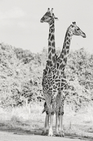 "Giraffe Pair"     South Luangwa National Park, Zambia