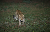 "Leopard Charge"  (charging impala between it and my vehicle)     South Luangwa National Park, Zambia