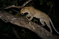 "Male Leopard Ascending Tree"     South Luangwa National Park, Zambia