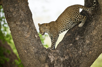 "Male Leopard Cub In Tree Fork"     South Luangwa National Park, Zambia