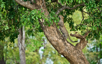 "Male Leopard Cub Leaping On Tree"     South Luangwa National Park, Zambia