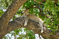"Male Leopard Cub Resting in Tree"     South Luangwa National Park, Zambia