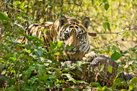 "Tiger Cub in Forest III"     Bandhavgarh National Park, India