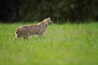"Bobcat Hunting"     Carmel Valley, California