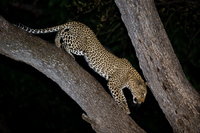 "Male Leopard Descending Tree"     South Luangwa National Park, Zambia