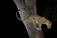 "Male Leopard Descending Tree II"     South Luangwa National Park, Zambia