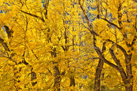 "Cottonwood Maze"     Yellowstone National Park, Wyoming