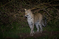 "Leopard Cub At Night"     South Luangwa National Park, Zambia