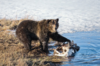 "Grizzly Bear At Carcass"     Yellowstone National Park, Wyoming