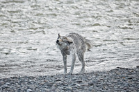 "Wolf (Middle Grey) Drying Off I"     Yellowstone National Park, Wyoming