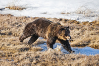 "Grizzly Bear Running I"     Yellowstone National Park, Wyoming