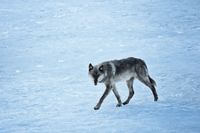 "Wolf (755M) Crossing Frozen Lake"     Yellowstone National Park, Wyoming