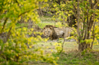 Africa - Lions & Leopards