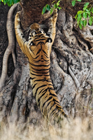 India - Tigers