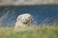 "Coyote By The Yellowstone River"     Yellowstone National Park, Wyoming