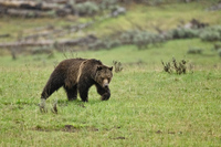 "Grizzly Boar On A Rainy Morning I"     Yellowstone National Park, Wyoming