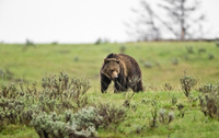 "Grizzly Boar On A Rainy Morning II"     Yellowstone National Park, Wyoming