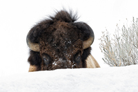 "Guess Who?  Bison Approaching"     Yellowstone National Park, Wyoming   