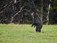 "Young Grizzly Watching Over His Prize"     Yellowstone National Park, Wyoming