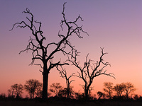 "South African Afterglow"     Londolozi Game Reserve, South Africa