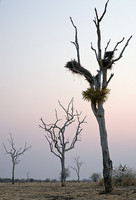 "Lion Plain (Dead Mopane)"     South Luangwa National Park, Zambia