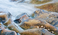 "Point Lobos (Shaped by Water)"     Point Lobos State Reserve, California