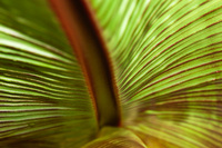 "Exotic Frontyard I"     Santa Cruz, California