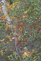 "Arroyo Seco Vegetation"     Big Sur Backcountry, California