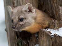 "Pine Marten"     Yellowstone National Park, Wyoming