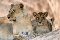 "Lioness and Cub (Salt Pan Pride)"     South Luangwa National Park, Zambia