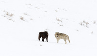 "Druid Peak Pack Members II"   (Gray Wolves, 2008), Lamar Valley, Yellowstone National Park, Wyoming