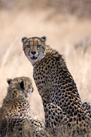 Africa - Cheetahs, Hyenas, etc.