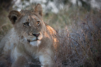 "Adolescent Lion in Evening Light"     Timbavati Game Reserve, South Africa