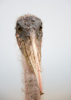 All Images and Content Copyright Gero Heine 2005-2010.  All Rights Reserved.