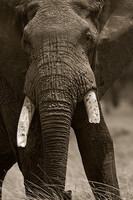 "Mara Elephant Bull"     Masai Mara Game Reserve, Kenya