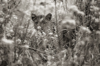 "Leopard Eden"     South Luangwa National Park, Zambia