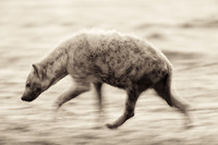 "Hyena on a Mission (Backlit at Dawn)"     Masai Mara Game Reserve, Kenya