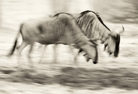 "Cookson's Wildebeest"     South Luangwa National Park, Zambia