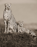 "Cheetah Mother and Cub"     Masai Mara Game Reserve, Kenya