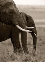 "Mara Elephants (Female)"     Masai Mara Game Reserve, Kenya