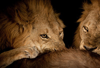 "Male Lions Feeding"     South Luangwa National Park, Zambia   