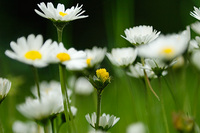 "Giant Daisies"     Butano State Park, California